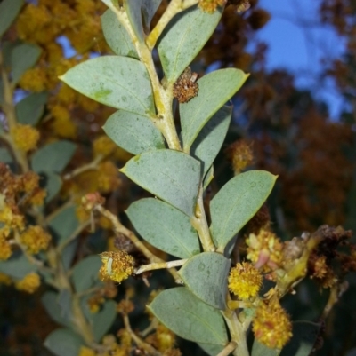 Acacia cultriformis (Knife Leaf Wattle) at Mount Majura - 13 Oct 2016 by waltraud