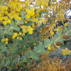 Acacia cultriformis at Majura, ACT - 13 Oct 2016