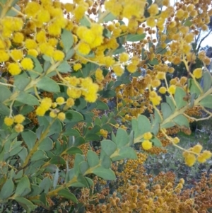 Acacia cultriformis at Majura, ACT - 13 Oct 2016