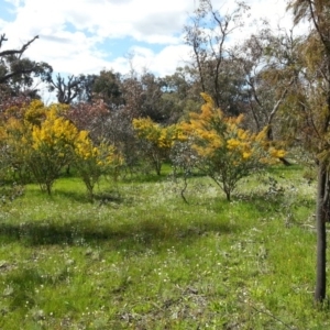 Acacia cultriformis at Majura, ACT - 13 Oct 2016