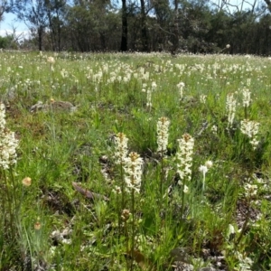 Stackhousia monogyna at Majura, ACT - 13 Oct 2016 02:54 PM