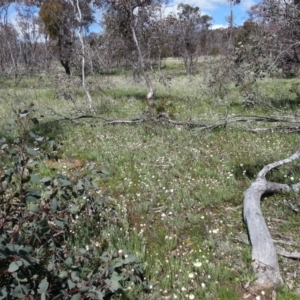 Leucochrysum albicans subsp. tricolor at Majura, ACT - 23 Sep 2016