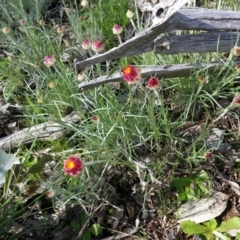 Leucochrysum albicans subsp. tricolor at Majura, ACT - 23 Sep 2016 02:49 PM