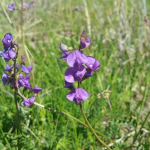 Swainsona monticola at Molonglo River Reserve - 14 Jan 2016 02:43 PM