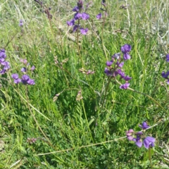 Swainsona monticola at Molonglo River Reserve - 14 Jan 2016 02:43 PM