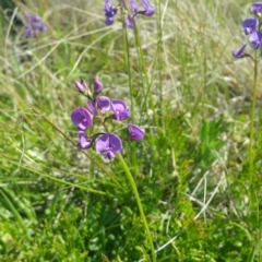 Swainsona monticola (Notched Swainson-Pea) at Molonglo River Reserve - 14 Jan 2016 by RichardMilner