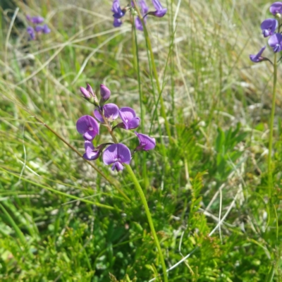 Swainsona monticola (Notched Swainson-Pea) at Molonglo River Reserve - 14 Jan 2016 by RichardMilner