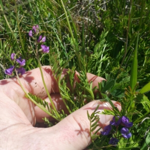 Swainsona monticola at Molonglo River Reserve - 14 Jan 2016