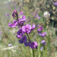 Swainsona monticola (Notched Swainson-Pea) at Lower Molonglo - 14 Jan 2016 by RichardMilner