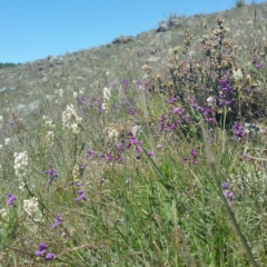 Swainsona monticola at Molonglo River Reserve - 14 Jan 2016 01:25 PM