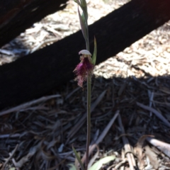 Calochilus platychilus (Purple Beard Orchid) at Bruce Ridge - 15 Oct 2016 by Jenjen