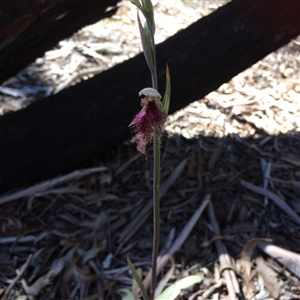 Calochilus platychilus at Undefined Area - suppressed