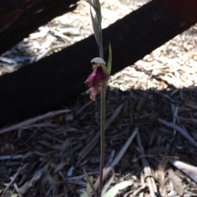 Calochilus platychilus (Purple Beard Orchid) at Bruce Ridge - 15 Oct 2016 by Jenjen