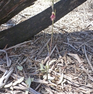 Calochilus platychilus at Undefined Area - suppressed