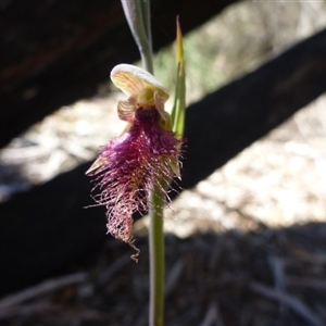 Calochilus platychilus at Undefined Area - suppressed