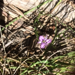 Thysanotus patersonii (Twining Fringe Lily) at Bruce Ridge - 15 Oct 2016 by Jenjen