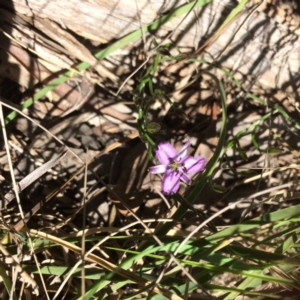 Thysanotus patersonii at Point 120 - 15 Oct 2016