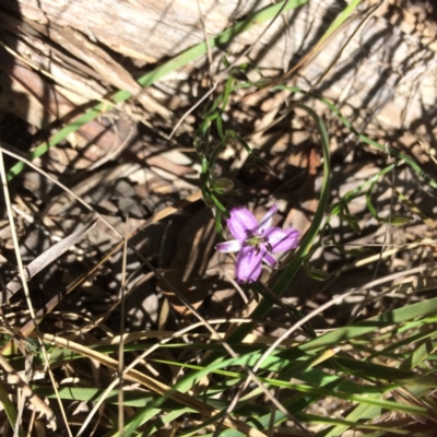 Thysanotus patersonii (Twining Fringe Lily) at Bruce Ridge - 15 Oct 2016 by Jenjen