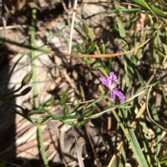 Thysanotus patersonii at Point 120 - 15 Oct 2016