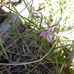 Thysanotus patersonii at Point 120 - 15 Oct 2016