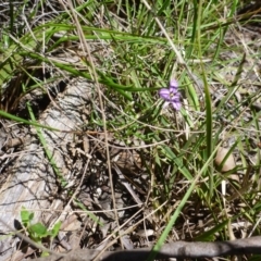 Thysanotus patersonii at Point 120 - 15 Oct 2016