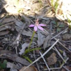 Caladenia carnea (Pink Fingers) at Bruce, ACT - 15 Oct 2016 by Jenjen