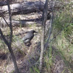 Strepera versicolor at O'Connor, ACT - 15 Oct 2016