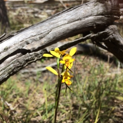 Diuris nigromontana (Black Mountain Leopard Orchid) at Bruce Ridge - 15 Oct 2016 by Jenjen
