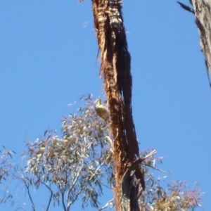 Pardalotus striatus at Bruce, ACT - 15 Oct 2016 01:58 PM