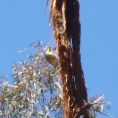 Pardalotus striatus at Bruce, ACT - 15 Oct 2016 01:58 PM