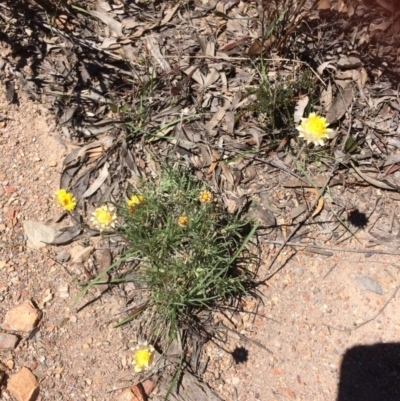 Leucochrysum albicans subsp. albicans (Hoary Sunray) at Bruce Ridge - 15 Oct 2016 by Jenjen