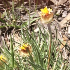 Leucochrysum albicans subsp. albicans at Bruce, ACT - 15 Oct 2016