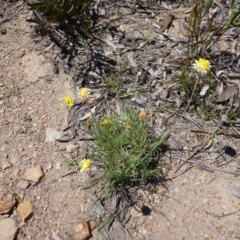 Leucochrysum albicans subsp. albicans at Bruce, ACT - 15 Oct 2016