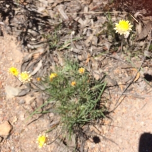 Leucochrysum albicans subsp. albicans at Bruce, ACT - 15 Oct 2016 11:57 AM