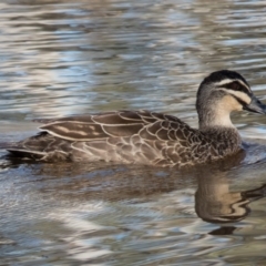 Anas superciliosa (Pacific Black Duck) at Wallaroo, NSW - 14 Oct 2016 by CedricBear