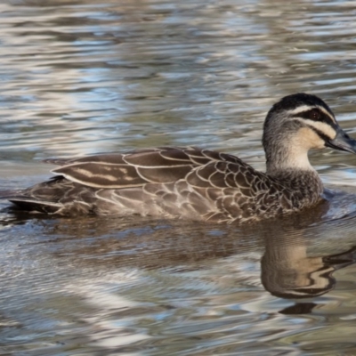 Anas superciliosa (Pacific Black Duck) at Wallaroo, NSW - 13 Oct 2016 by CedricBear