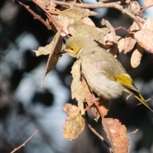 Ptilotula penicillata at Wallaroo, NSW - 14 Oct 2016