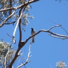 Coracina novaehollandiae at Point 112 - 15 Oct 2016