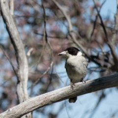 Cracticus torquatus (Grey Butcherbird) at Gungahlin, ACT - 14 Oct 2016 by CedricBear