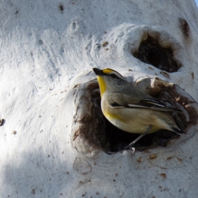 Pardalotus striatus (Striated Pardalote) at Gungahlin, ACT - 14 Oct 2016 by CedricBear