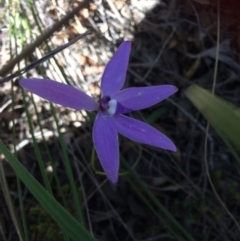 Glossodia major (Wax Lip Orchid) at Bruce Ridge - 15 Oct 2016 by Jenjen