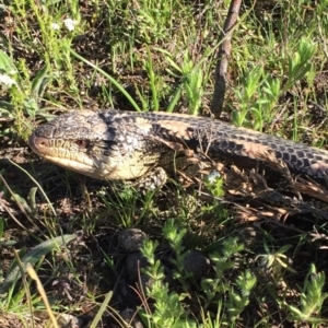 Tiliqua nigrolutea at Bungendore, NSW - 15 Oct 2016 05:16 PM