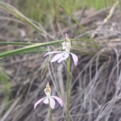 Caladenia carnea (Pink Fingers) at Acton, ACT - 13 Oct 2016 by MattM