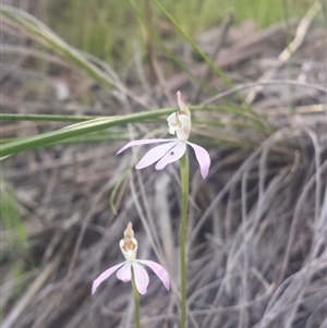 Caladenia carnea at Point 5817 - 13 Oct 2016