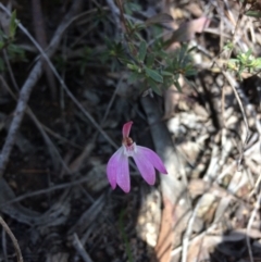 Caladenia fuscata (Dusky Fingers) at Bruce Ridge - 15 Oct 2016 by Jenjen