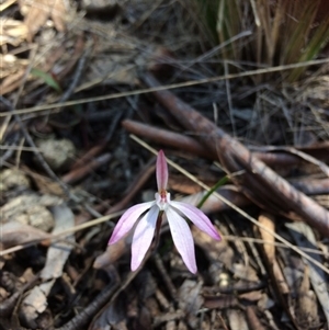 Caladenia fuscata at Point 120 - 15 Oct 2016