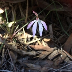 Caladenia fuscata at Point 120 - 15 Oct 2016