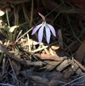 Caladenia fuscata at Point 120 - 15 Oct 2016