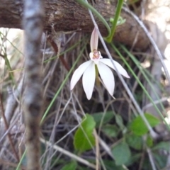 Caladenia fuscata (Dusky Fingers) at Bruce, ACT - 15 Oct 2016 by Jenjen