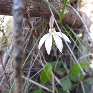 Caladenia fuscata at Point 120 - suppressed